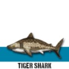 TIGER SHARK