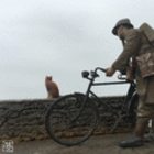フランス兵と猫